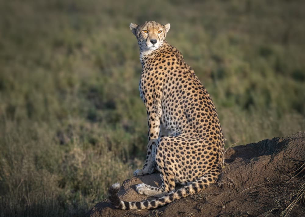 Alert Cheetah Gaze by Jeffrey C. Sink — canvas wall art