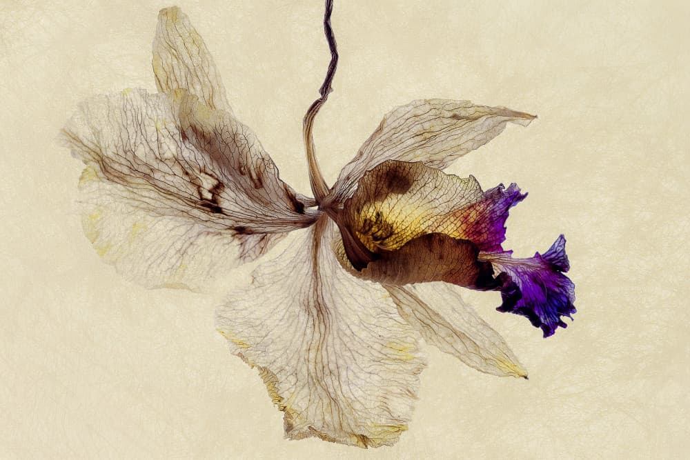 Delicate Dried Orchid by Cheryl Eagers — canvas wall art