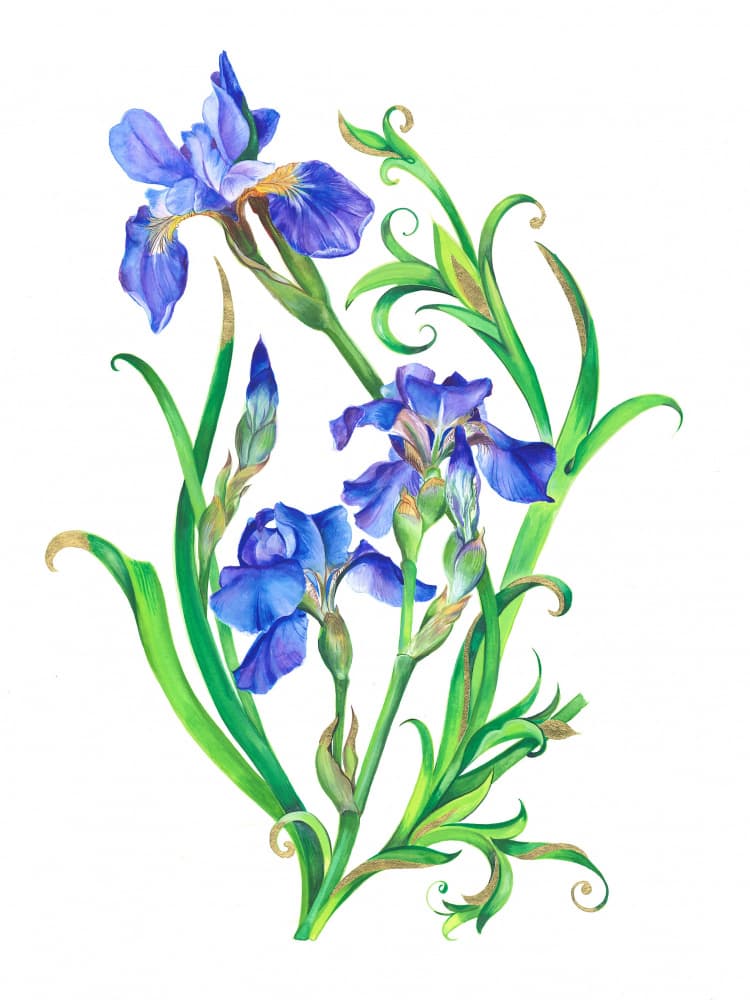 Blue Iris Elegance by Isabelle Brent — canvas wall art