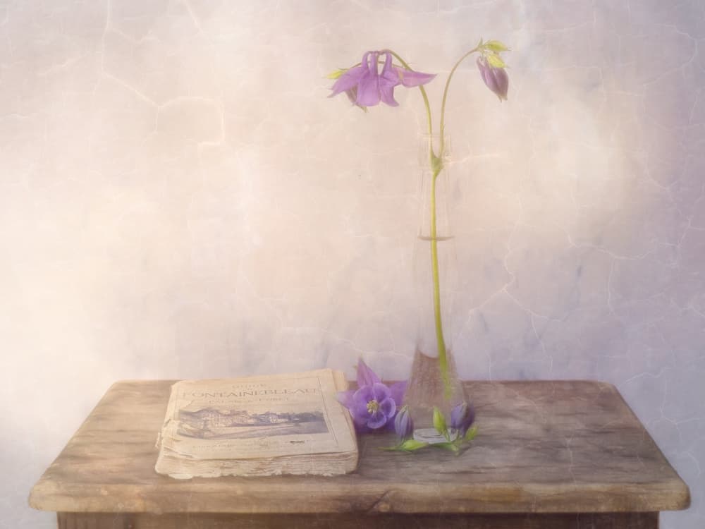 Dreamy Columbine Still Life by Marie-anne Stas — canvas wall art