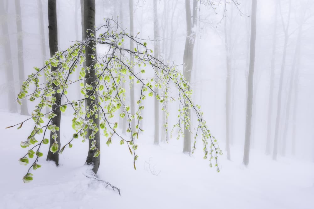 Spring's First Green Snow by Tom Pavlasek — canvas wall art