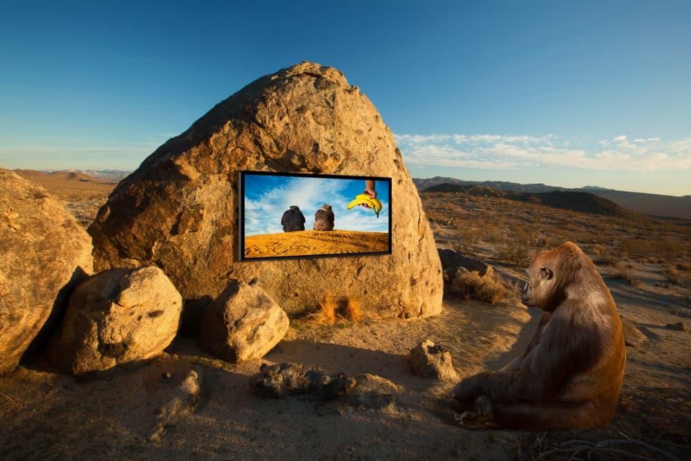 Gorilla Watches Desert TV by Ron Jones — canvas wall art