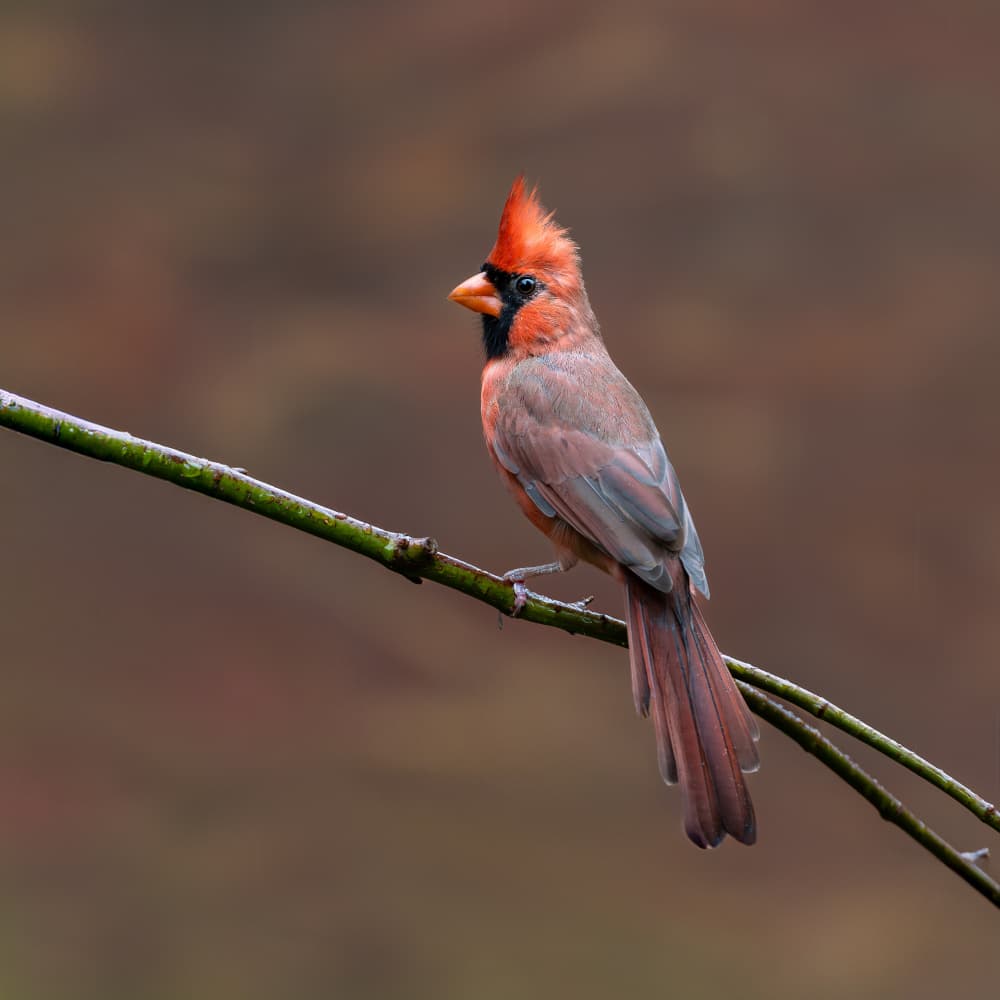 Male Cardinal Perched by Patrick Dessureault — canvas wall art