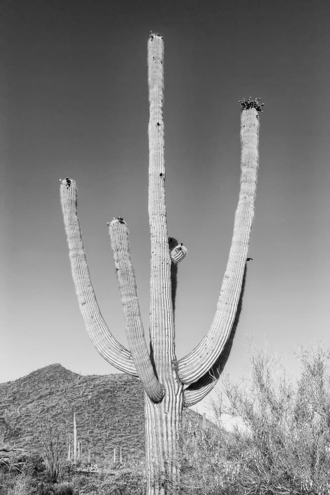 Towering Saguaro Desert by Melanie Viola — canvas wall art