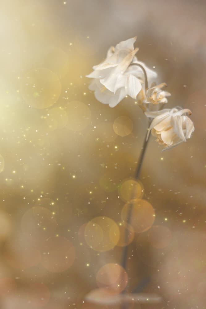 Dreamy Golden Bokeh Flowers by Cicek Kiral — canvas wall art