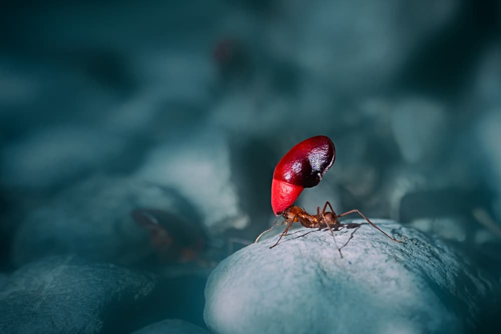 Leave-cutting ant by Siyu_Wei APA — canvas wall art