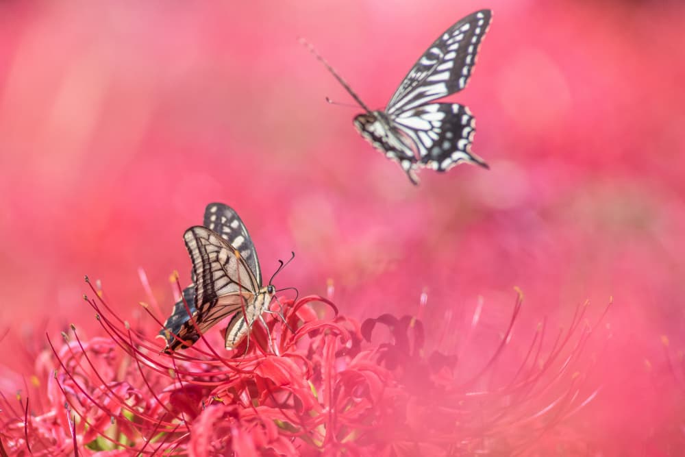 Butterflies in Red Blooms by Takashi Suzuki — canvas wall art