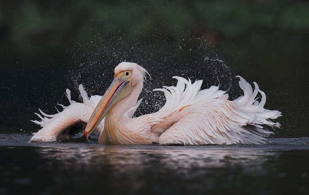 Elegant Pelican Splash by C.S. Tjandra — canvas wall art