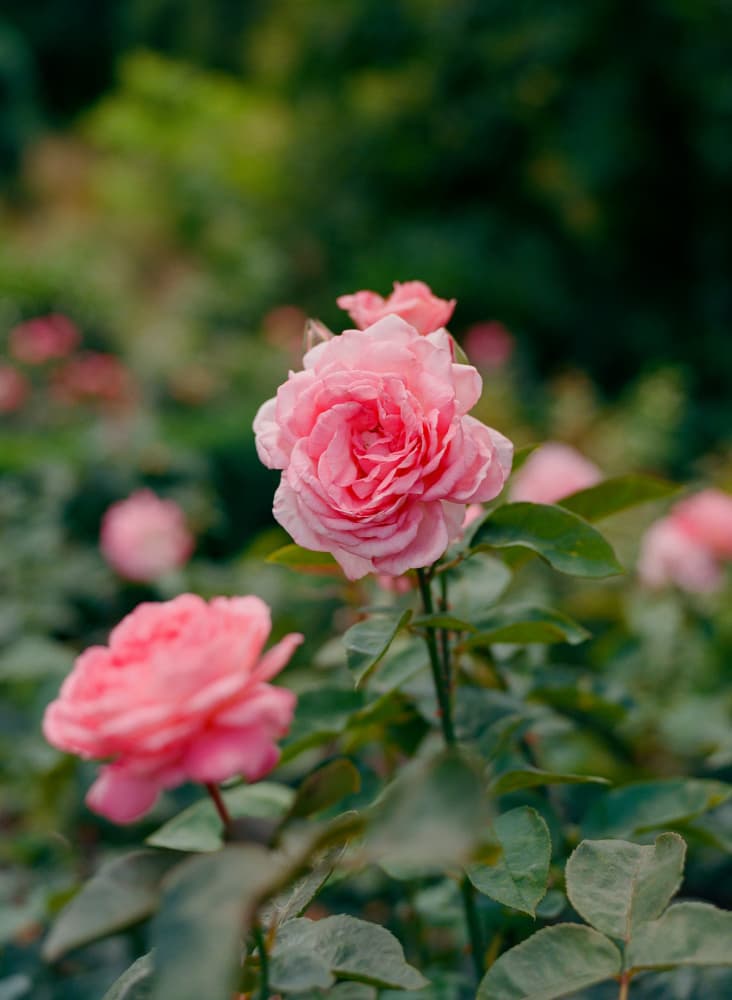 Blushing Rose Garden by Bethany Young — canvas wall art