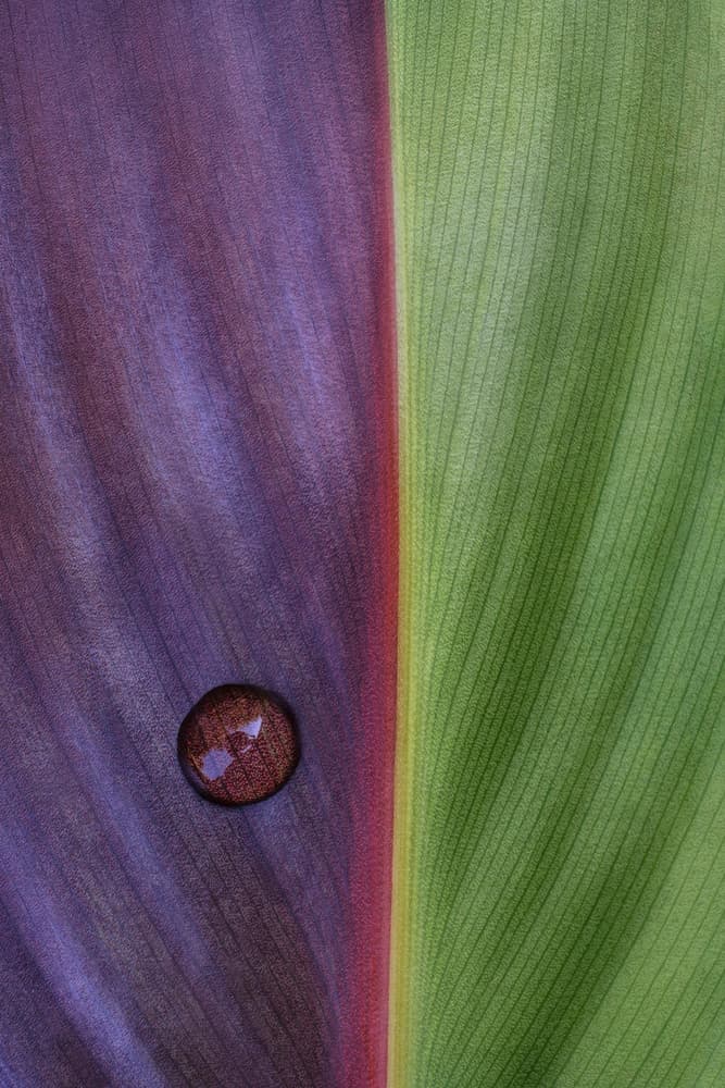 Contrasting Leaf Water Drop by Stephen Clough — canvas wall art