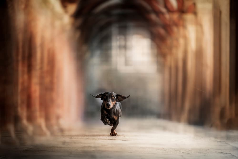 Running Dachshund Archway by Heike Willers — canvas wall art