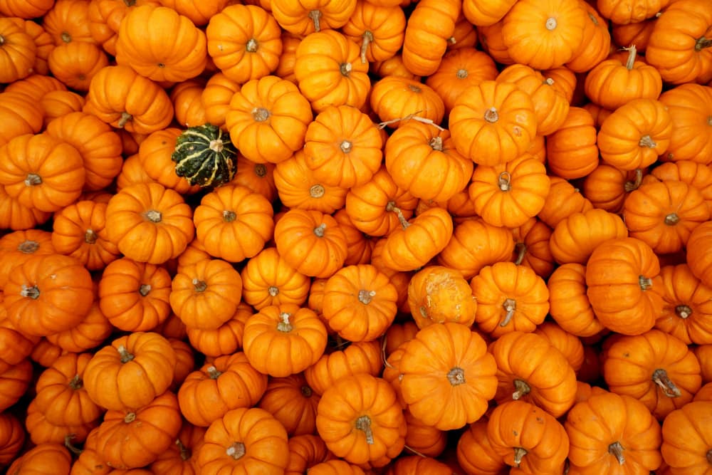 Vibrant Autumn Pumpkins by Rose Ungvari — canvas wall art