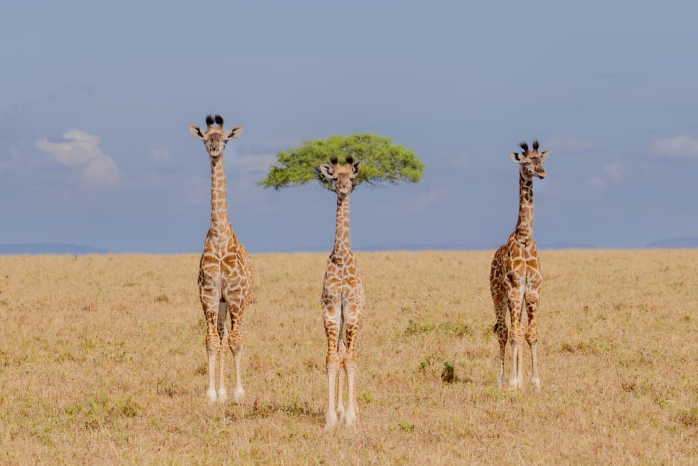 Three Giraffes Tree Hat by Dirk Koster — canvas wall art