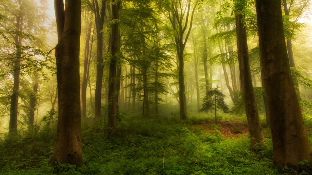 Misty Forest Sunlight by Leif Løndal — canvas wall art