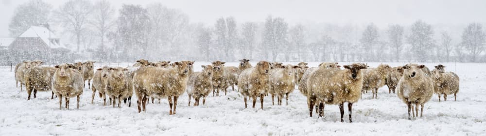 Sheep in Winter Field by Gert van den Bosch — canvas wall art