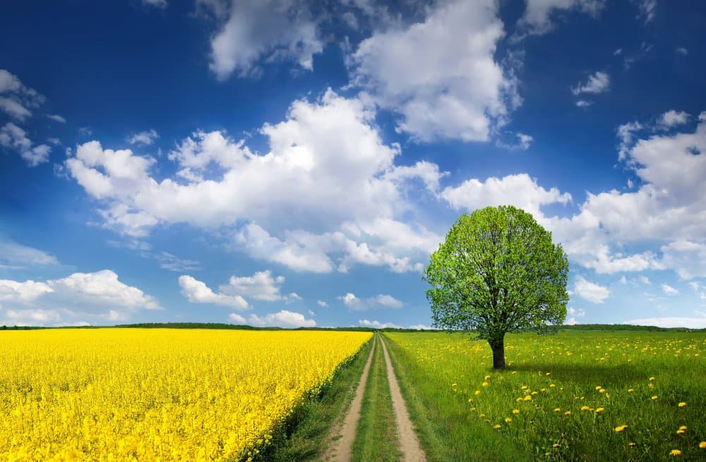 Lone Tree Field Path by Bess Hamiti — canvas wall art