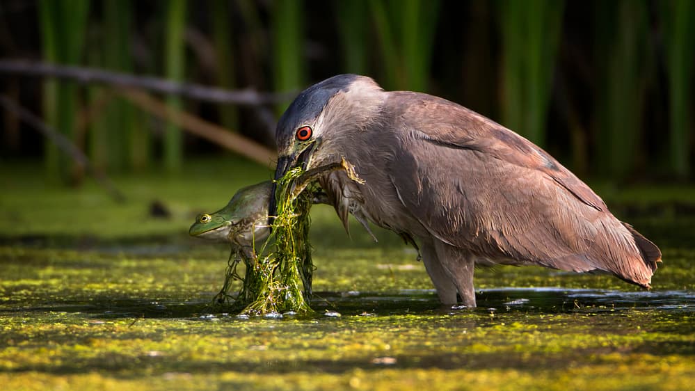 Night Heron Catches Frog by verdon — canvas wall art
