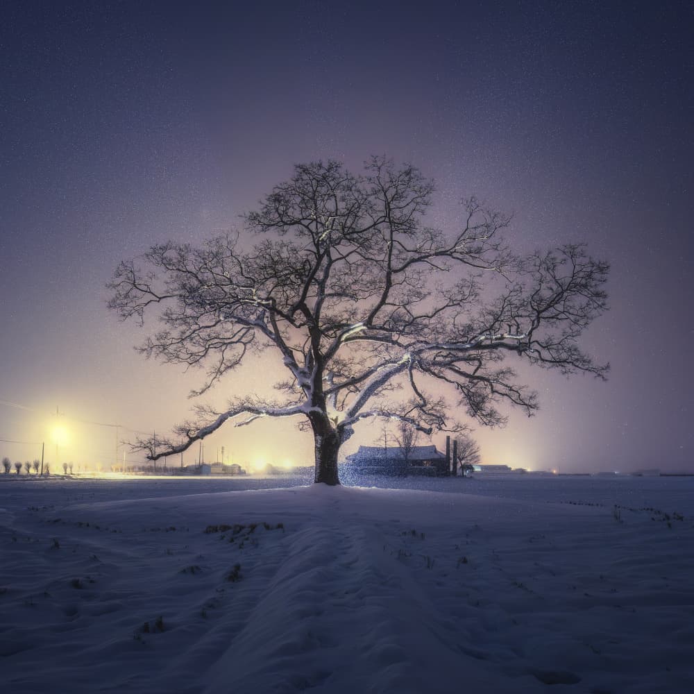 Glowing Winter Tree by Tiger Seo — canvas wall art