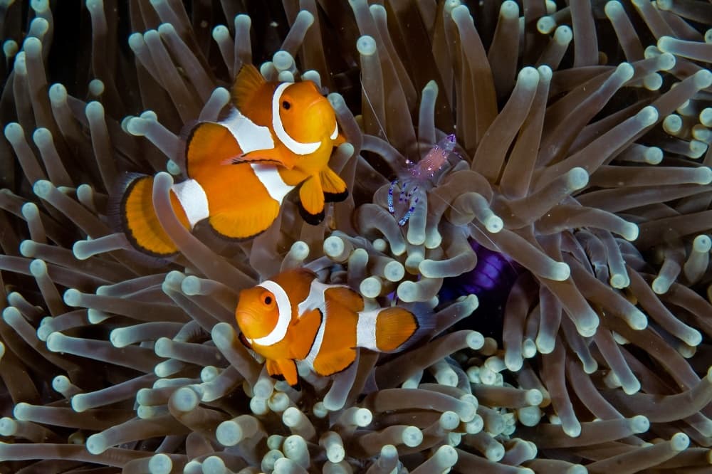Clownfish Anemone Companions by Ilan Ben Tov — canvas wall art