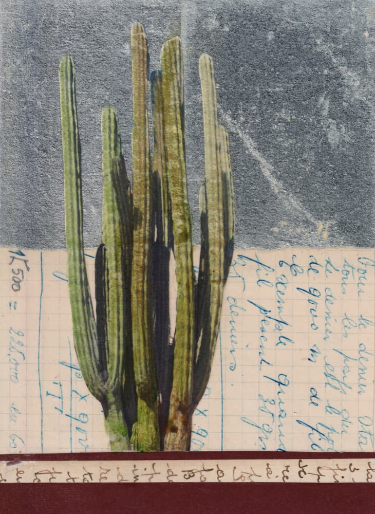 Vintage Cactus Study by Lene Bladbjerg — canvas wall art