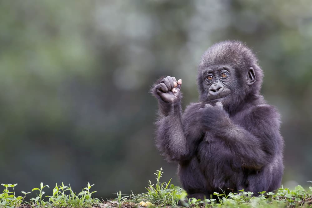 Curious Baby Gorilla by Linda D Lester — canvas wall art
