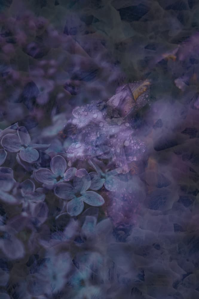 Moody Violet Bloom by Pelin Atilla — canvas wall art
