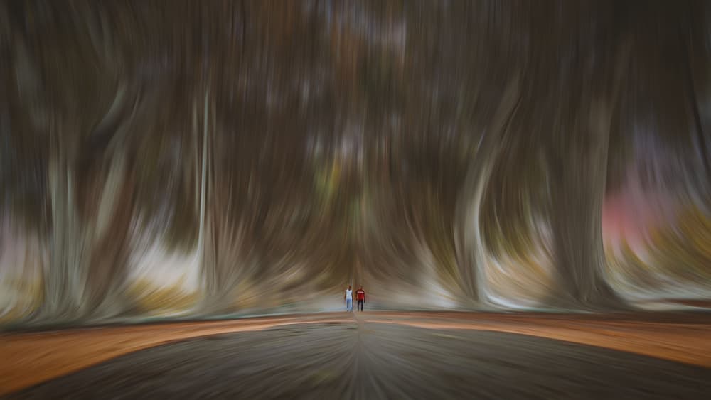 Flowing Forest Path by Hesham Ragab — canvas wall art
