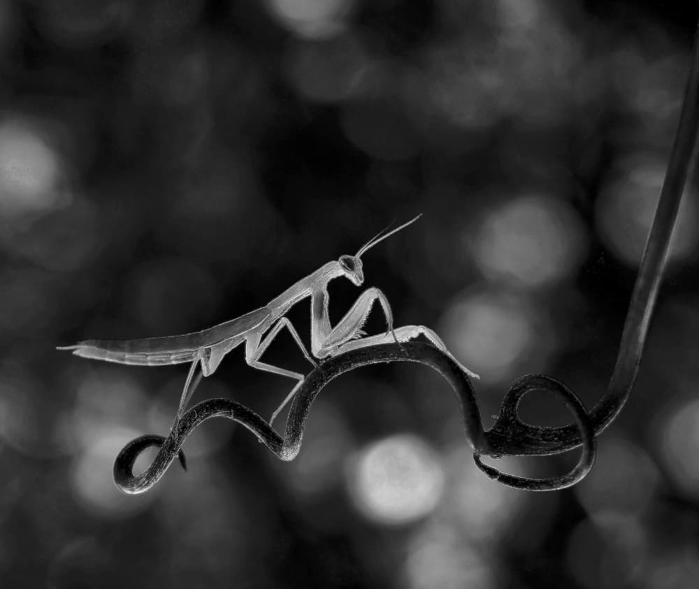 Graceful Mantis Balance by Thierry Dufour — canvas wall art
