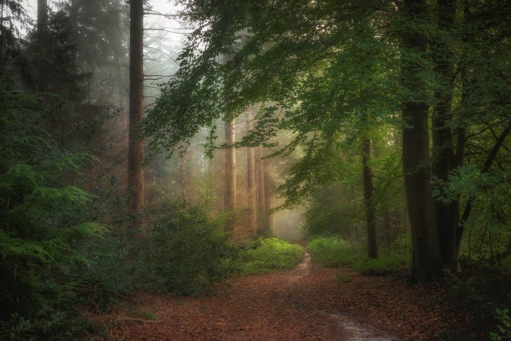 Misty Forest Path by Ytje Veenstra — canvas wall art