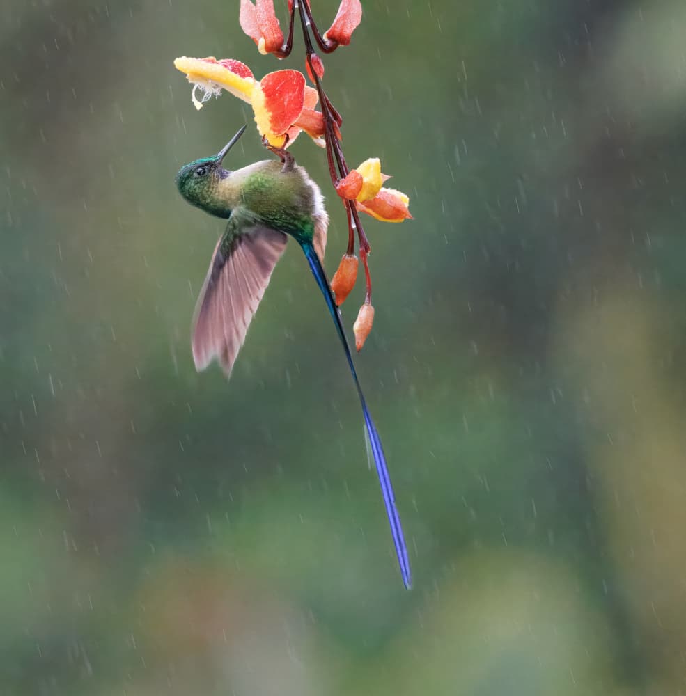 Rainy Day Hummingbird by Eugene Zhu — canvas wall art