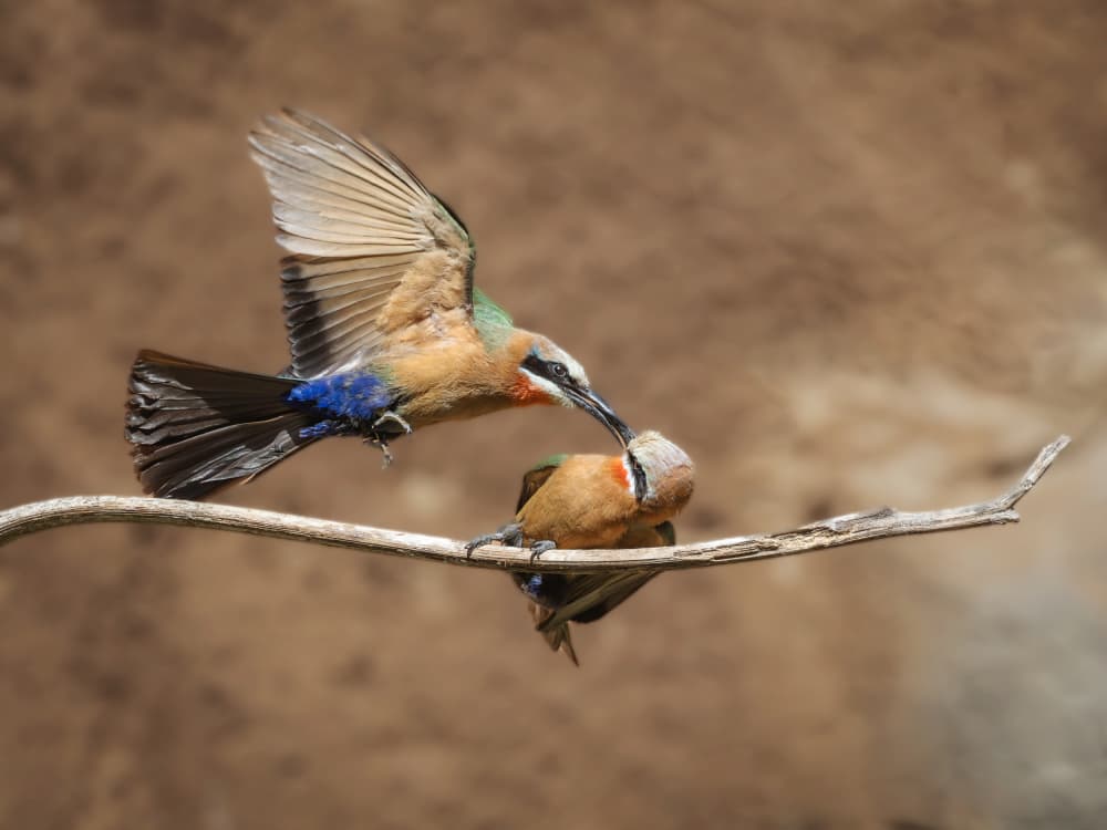 Colorful Birds Feeding by Taksing (吉星高照) — canvas wall art