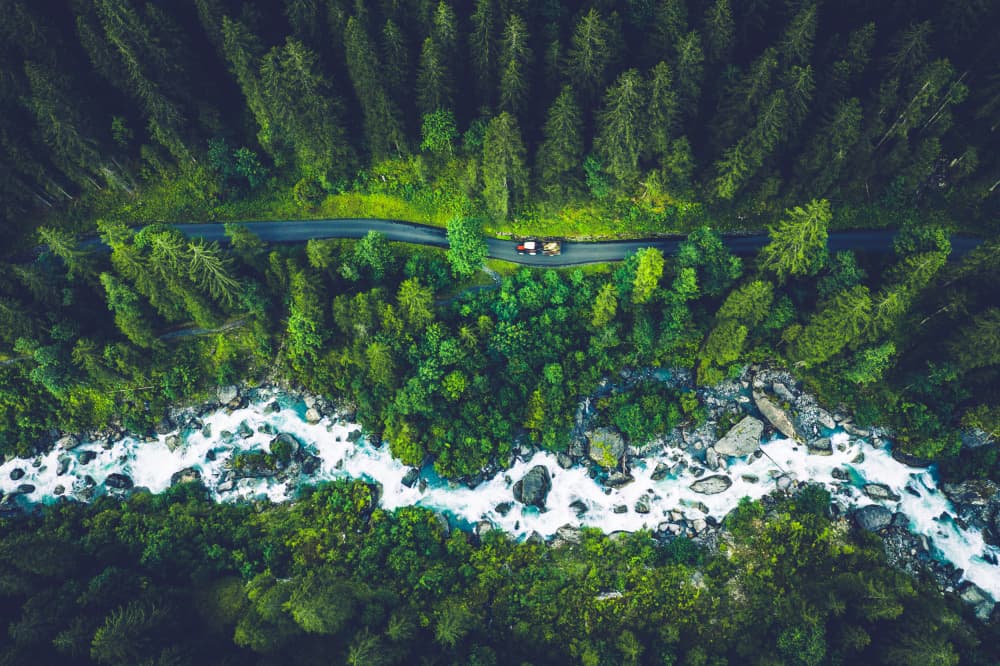 Deep Green Forest Drive by Dominik Murko — canvas wall art