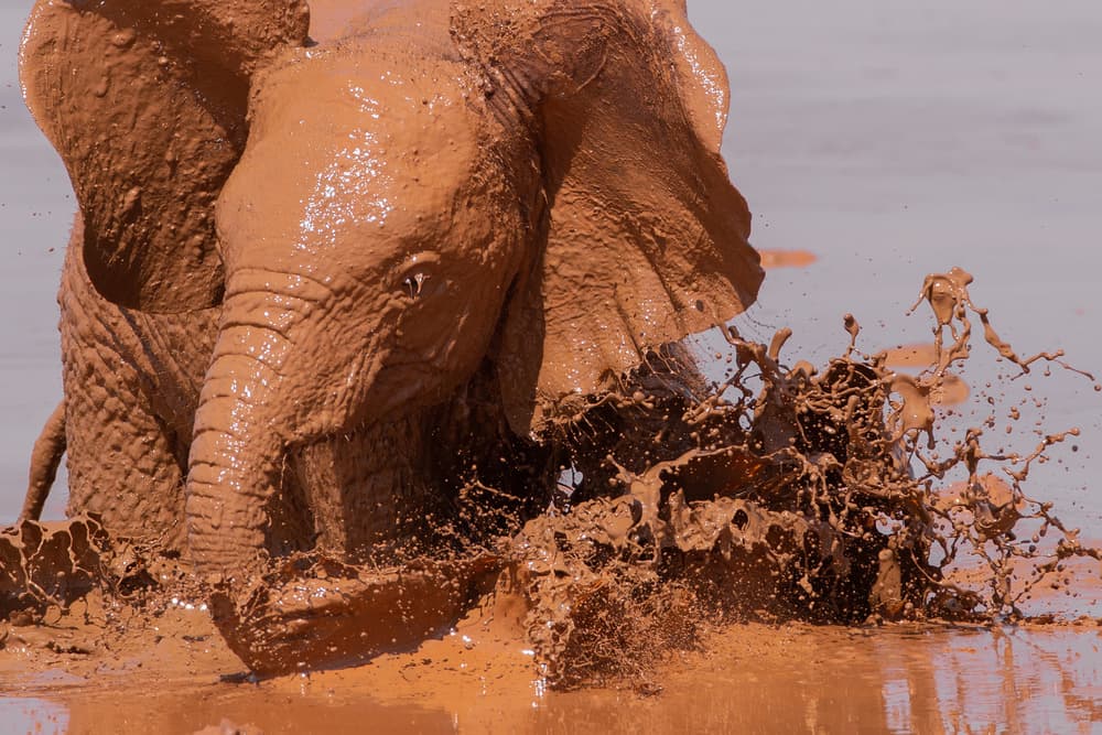 Muddy Baby Elephant Splash by Valerio Ferraro — canvas wall art