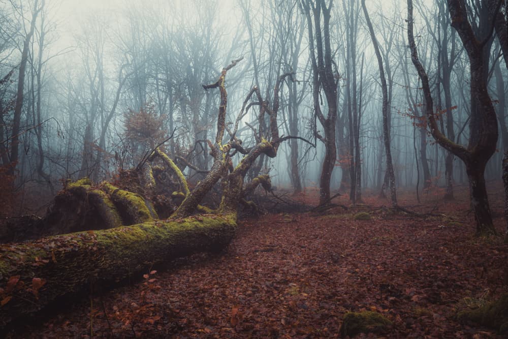Misty Forest Fallen Tree by Toma Georgian Mihai — canvas wall art