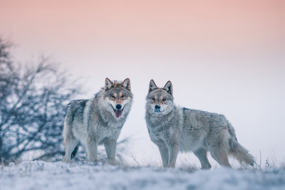 Wild Winter Wolves by Bingo Z — canvas wall art