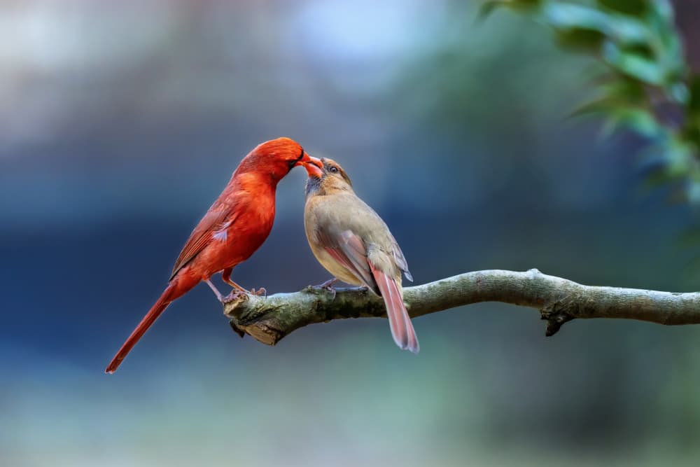 Cardinals in Love by Gary Hu — canvas wall art