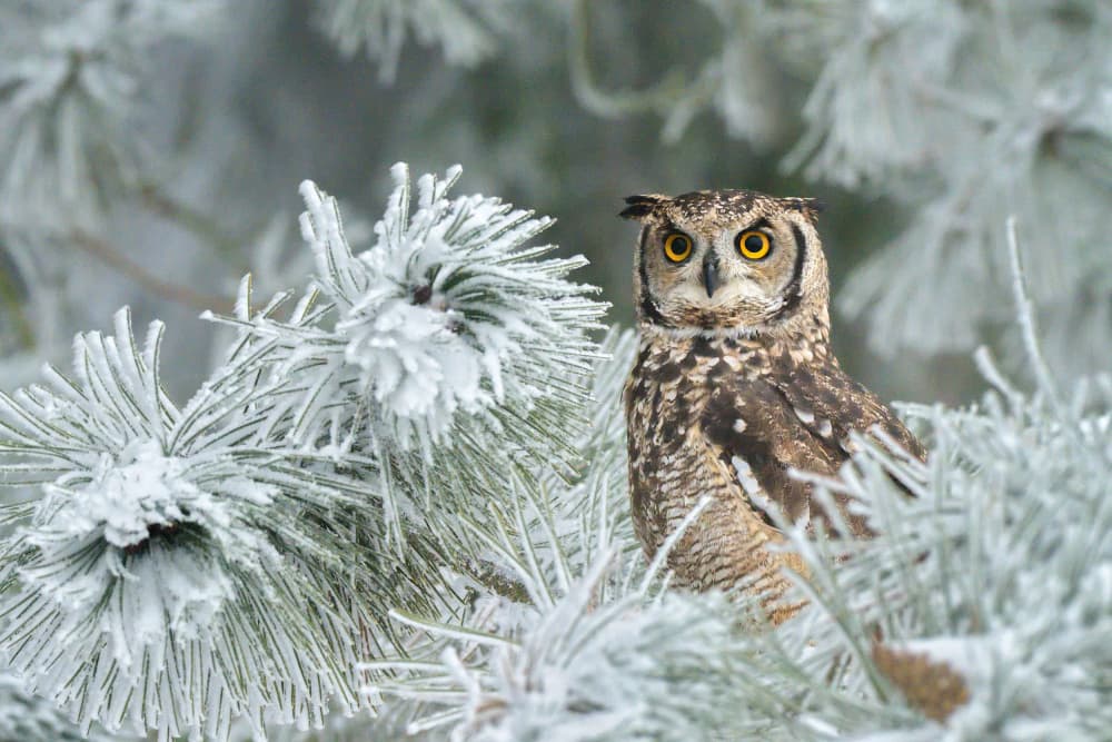 Winter Owl Gaze by Milan Uhrin  AFIAP AZSF — canvas wall art