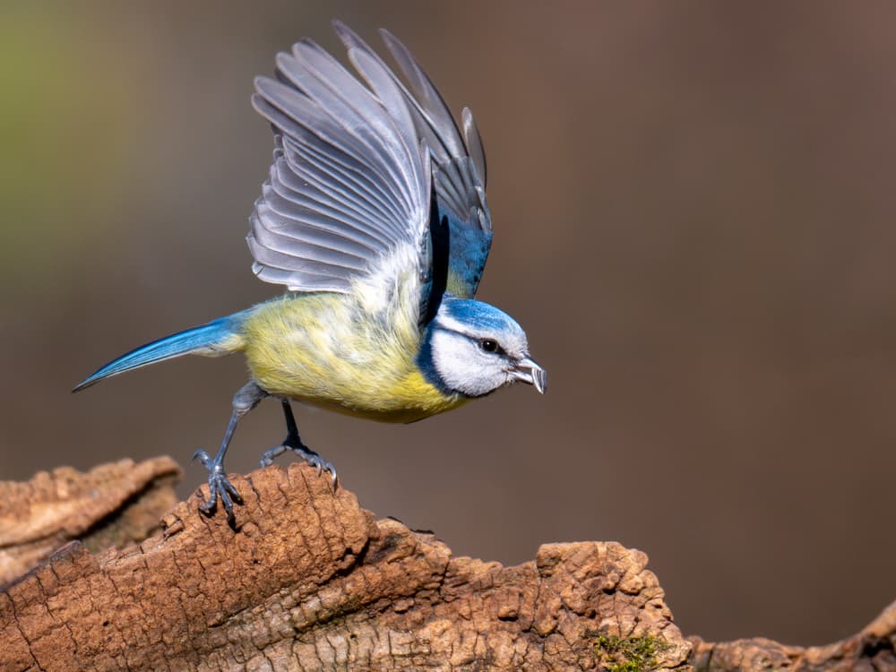 Blue Tit in Flight by Peter Voljc — canvas wall art