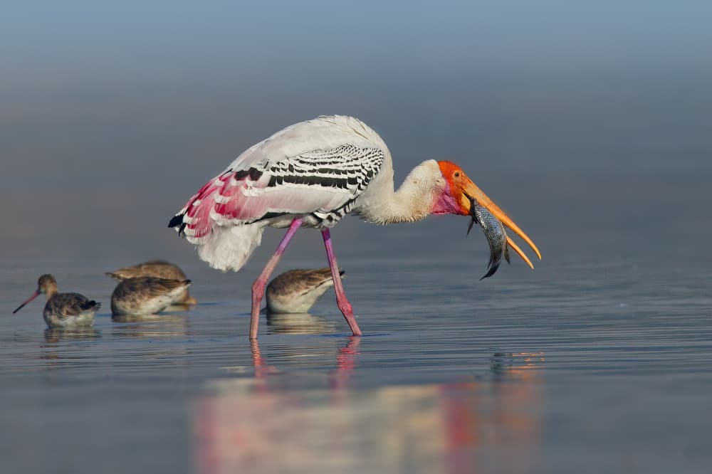 Painted Stork Fishing by Rahul Wedpathak — canvas wall art