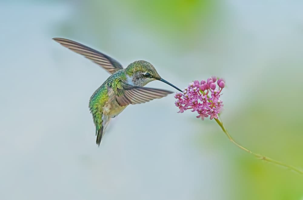 Hummingbird Nectar Flower by Ling  Lu — canvas wall art