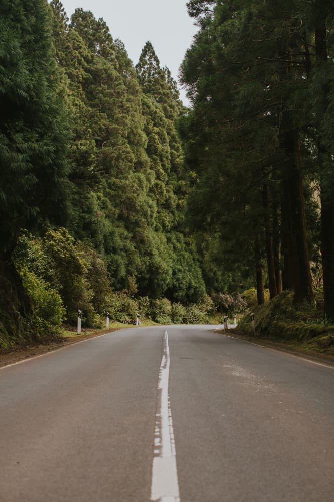 Winding Forest Road by Claudia Casal — canvas wall art