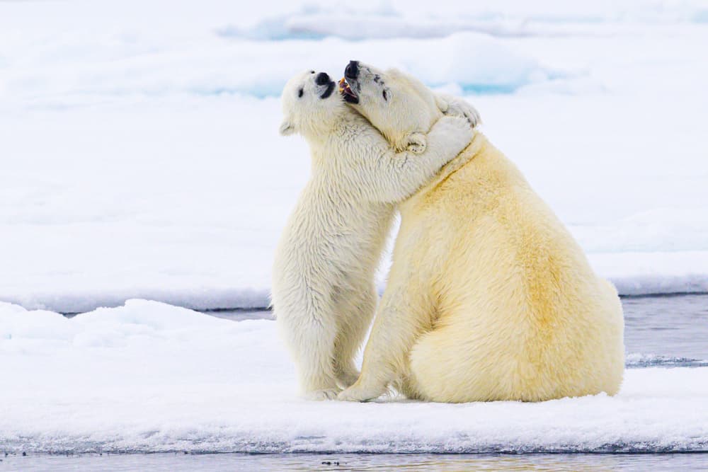 Playful Arctic Bears by Som Prasad — canvas wall art