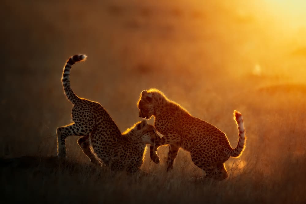 Cheetah Cubs Golden Glow by Mario Vigo — canvas wall art