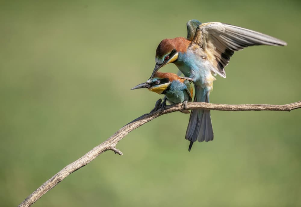 Colorful Bee-eaters Mating by Judy Tseng — canvas wall art