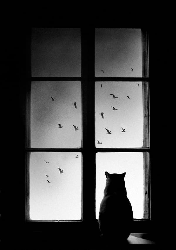 Black Cat Window View