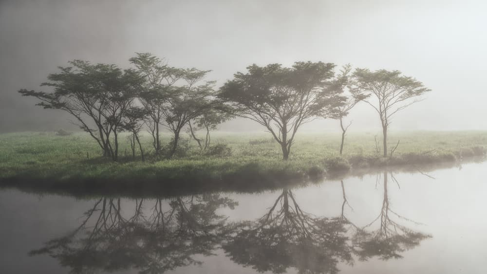 Misty Morning Trees by udataro — canvas wall art