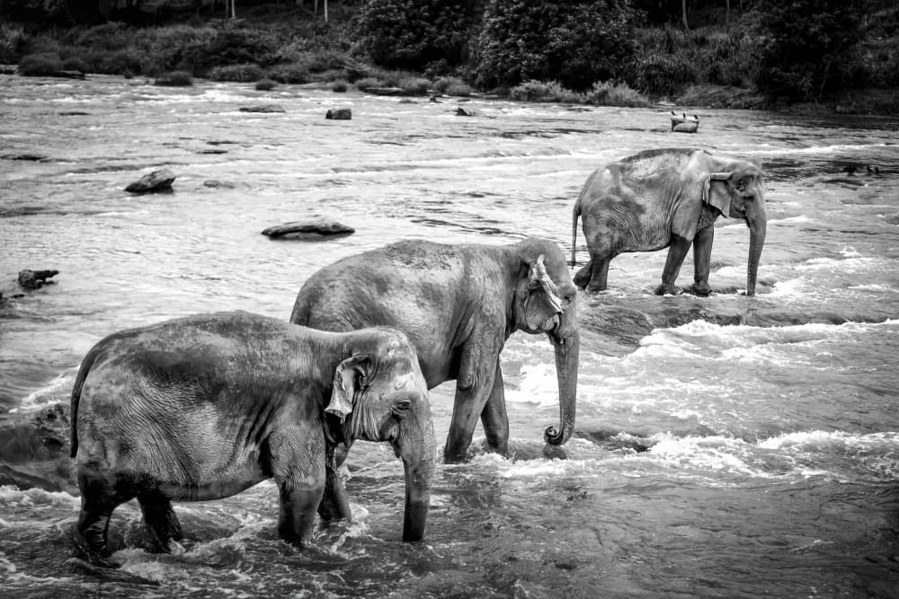 Wild Elephants Bathing by Saad Salem — canvas wall art