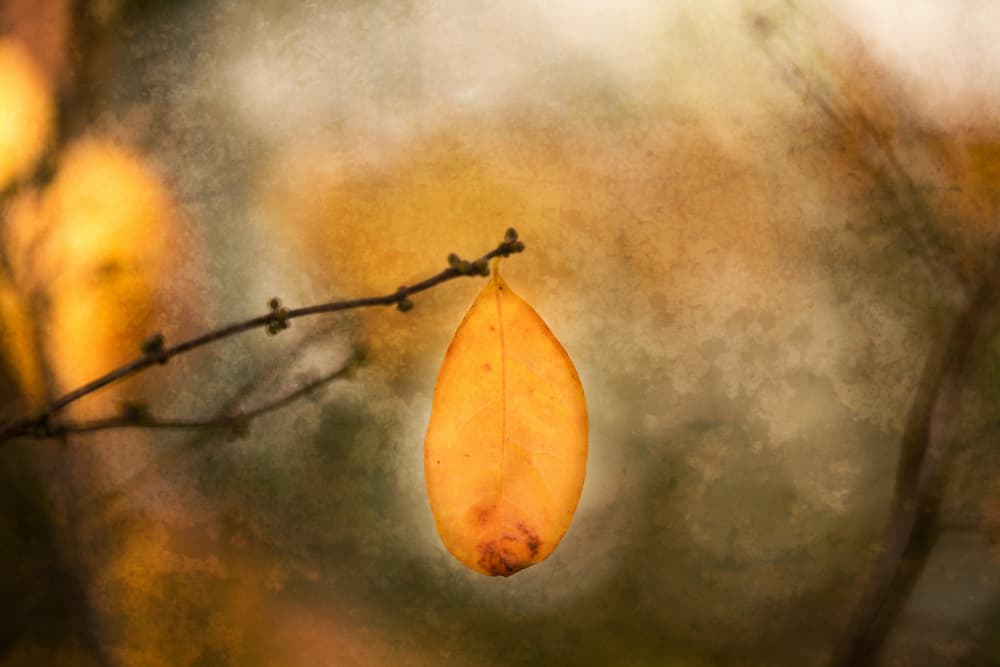 Golden Autumn Leaf by Xiang yang Cui — canvas wall art