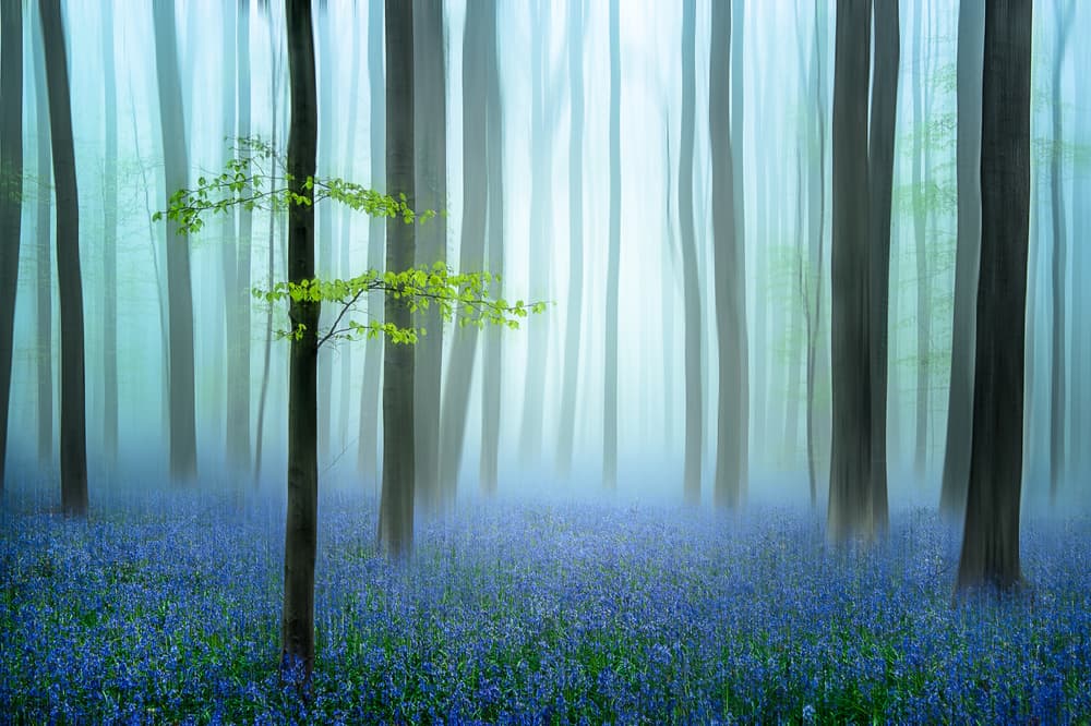 Misty Bluebell Forest by Piet Haaksma — canvas wall art