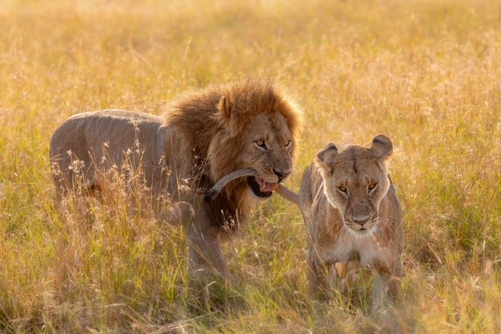 Savanna Lion Stroll by Alessandro Catta — canvas wall art